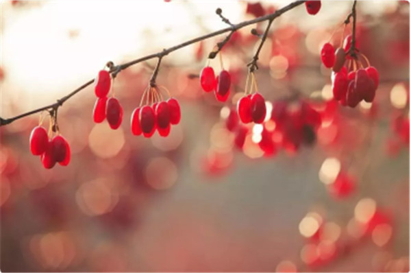 1574922087387286.jpg 「重陽節(jié)話酒」 一杯重陽酒 活到九十九371.jpg