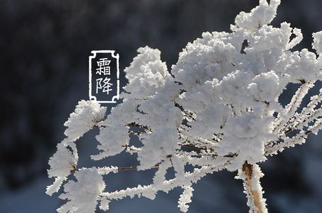 今日霜降 _ 露凝為霜知霜降，滴酒品后知濃香96.png